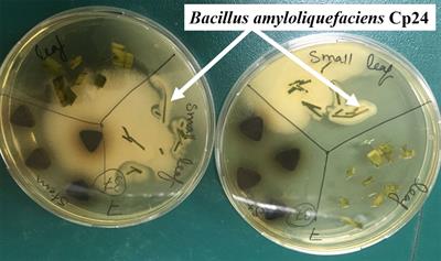 Biosurfactant from Nile Papyrus endophyte with potential antibiofilm activity against global clones of Acinetobacter baumannii
